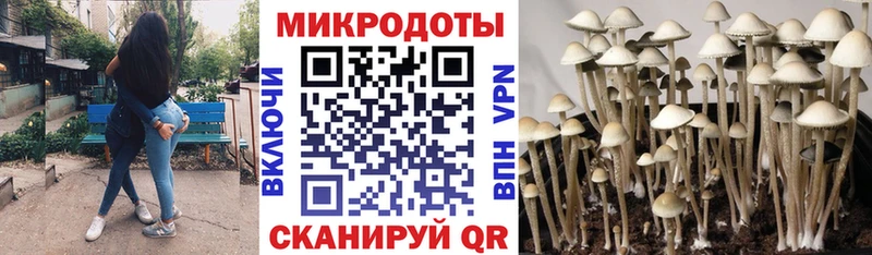 Псилоцибиновые грибы Cubensis  закладки  Жигулёвск 